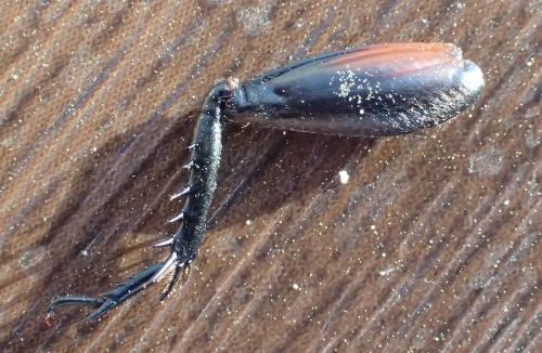 Gryllus campestris